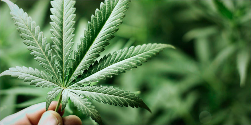 Proyecto proponer legalizar el uso medicial de la marihuana en Perú