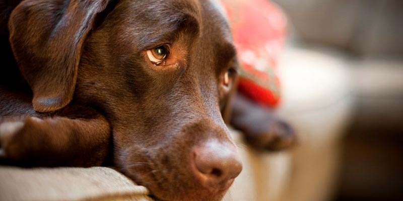 Fiscalía inicia investigación contra mujer que lanzó cachorro desde quinto piso